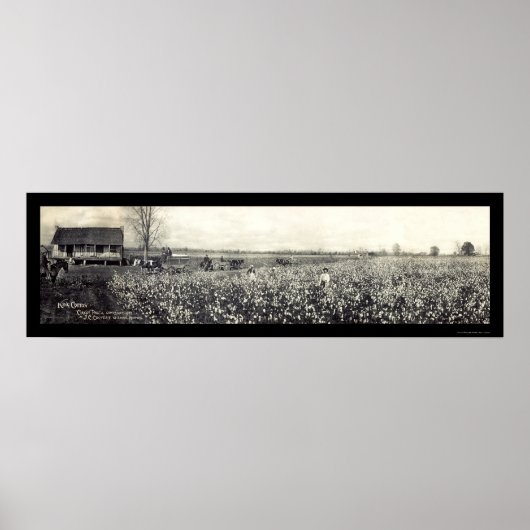 King Cotton Picking Foto 1907 Poster (Vorne)