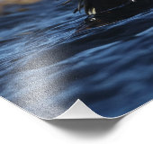 King Eider Bird Fotodruck (Ecke)