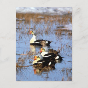 King Eider Enten Postkarte