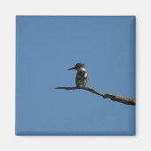 King Fisher Magnet (Vorne)