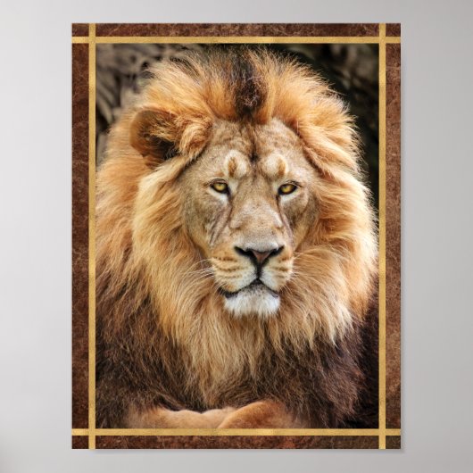 King Lion Fotograf Poster (Vorne)