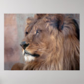 King Lion Poster (Vorne)