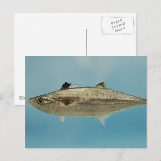 King Mackerel Postkarte (Vorne/Hinten)