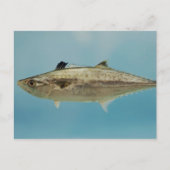 King Mackerel Postkarte (Vorderseite)
