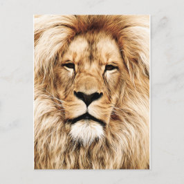 King of the Jungle Lion Post Card Postkarte