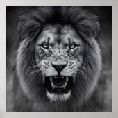 King of the Jungle Poster (Vorne)