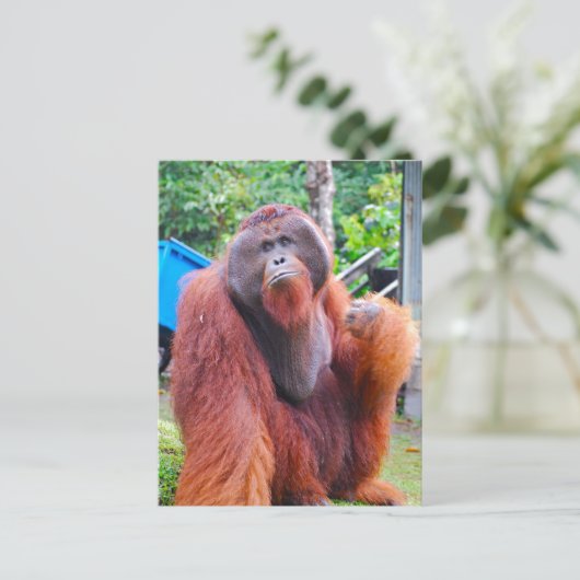 King Orangutan Tom im Lager Leakey Postkarte (Stehend Vorderseite)