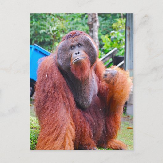 King Orangutan Tom im Lager Leakey Postkarte (Vorderseite)