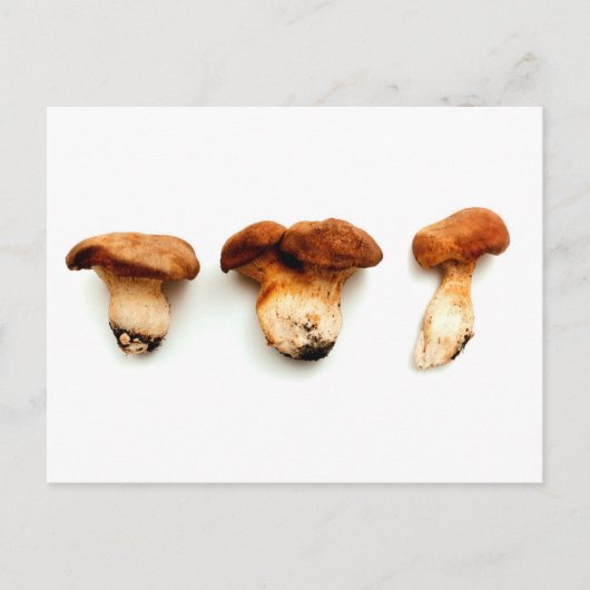 King oyster mushroom postkarte (Vorderseite)