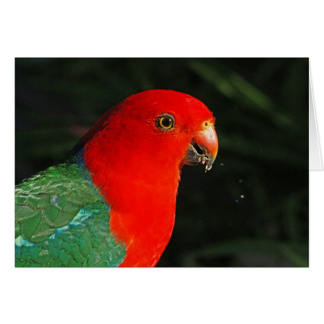 King Parrot (Vorderseite (Horizontal))