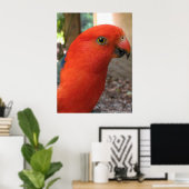 King Parrot - Australian Native Bird Series Poster (Heimbüro)