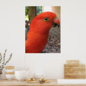 King Parrot - Australian Native Bird Series Poster (Küche)