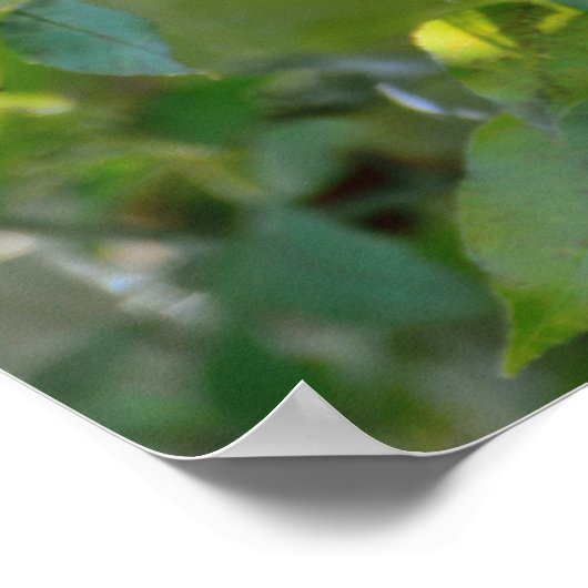 King Parrot Poster (Ecke)