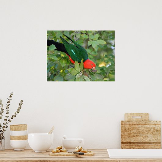 King Parrot Poster (Küche)