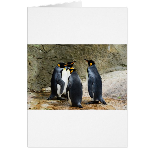 King Penguin (Vorne)