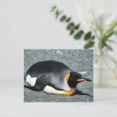 King Penguin am Strand Postkarte (Stehend Vorderseite)