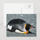 King Penguin am Strand Postkarte (Vorne/Hinten)