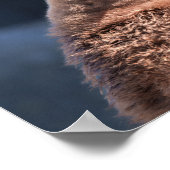 King Penguin Baby Poster (Ecke)
