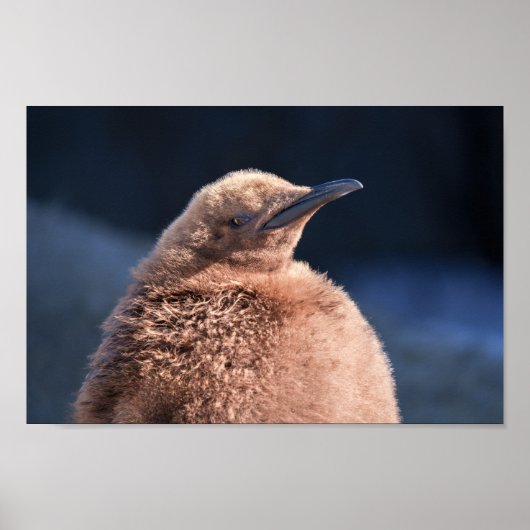 King Penguin Baby Poster (Vorne)
