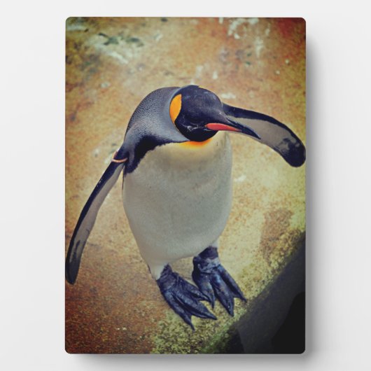 King Penguin Edinburgh Zoo Schottland Fotoplatte (Vorderseite)
