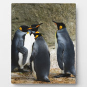 King Penguin Fotoplatte (Vorderseite)