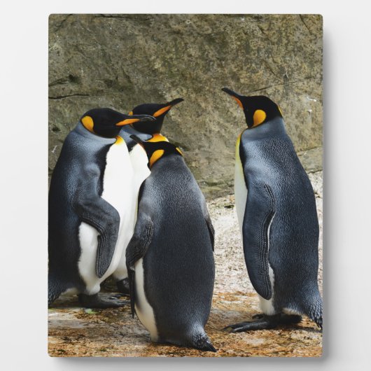 King Penguin Fotoplatte (Vorderseite)