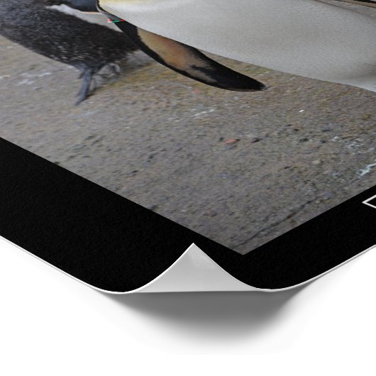 King Penguin & Friends Edinburgh Zoo Schottland Poster (Ecke)