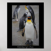 King Penguin & Friends Edinburgh Zoo Schottland Poster (Vorne)