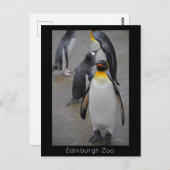 King Penguin & Friends Edinburgh Zoo Schottland Postkarte (Vorne/Hinten)