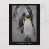 King Penguin & Friends Edinburgh Zoo Schottland Postkarte (Vorderseite)