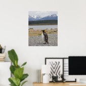 King Penguin, Isla Martillo, Tierra del Fuego Poster (Heimbüro)