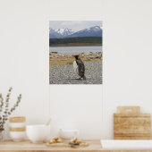 King Penguin, Isla Martillo, Tierra del Fuego Poster (Küche)