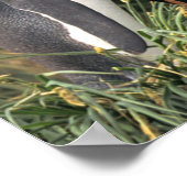 King Penguin Lovers Poster (Ecke)