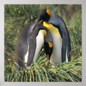 King Penguin Lovers Poster (Vorne)