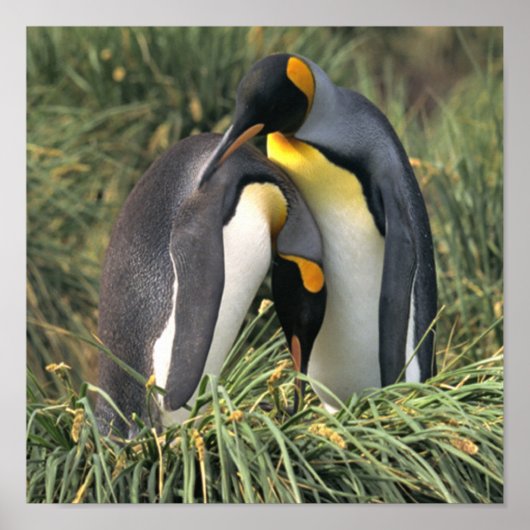 King Penguin Lovers Poster (Vorne)