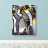 King Penguin mit Chick Leinwanddruck (Insitu (Holzboden))