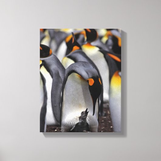 King Penguin mit Chick Leinwanddruck (Vorderseite)