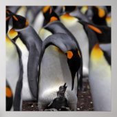 King Penguin mit Chick Poster (Vorne)