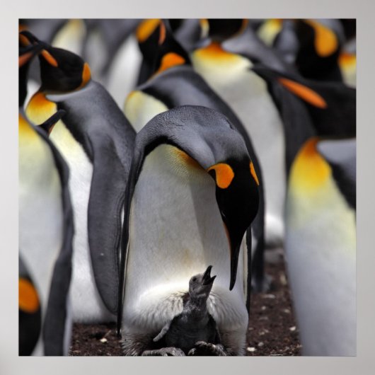King Penguin mit Chick Poster (Vorne)