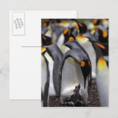 King Penguin mit Chick Postkarte (Vorne/Hinten)