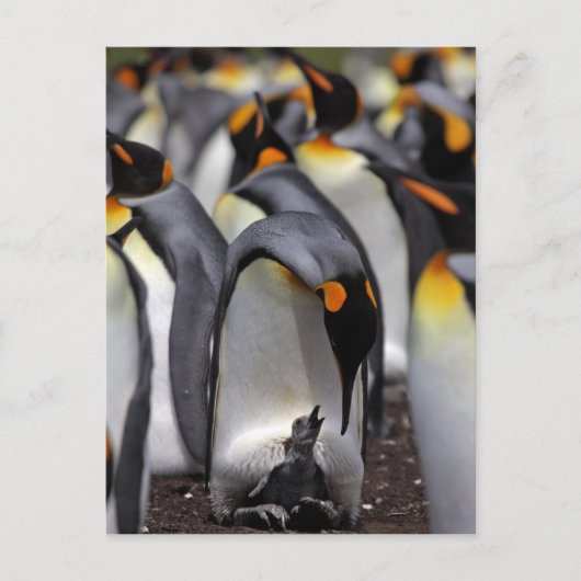 King Penguin mit Chick Postkarte (Vorderseite)
