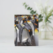 King Penguin mit Chick Postkarte (Stehend Vorderseite)
