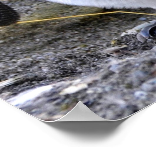 King Penguin mit Eiern Poster (Ecke)