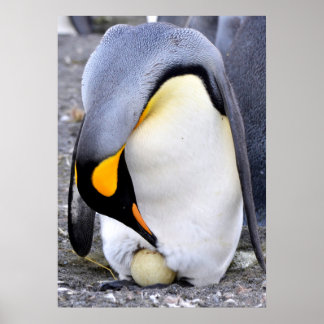 King Penguin mit Eiern Poster
