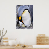 King Penguin mit Eiern Poster (Küche)