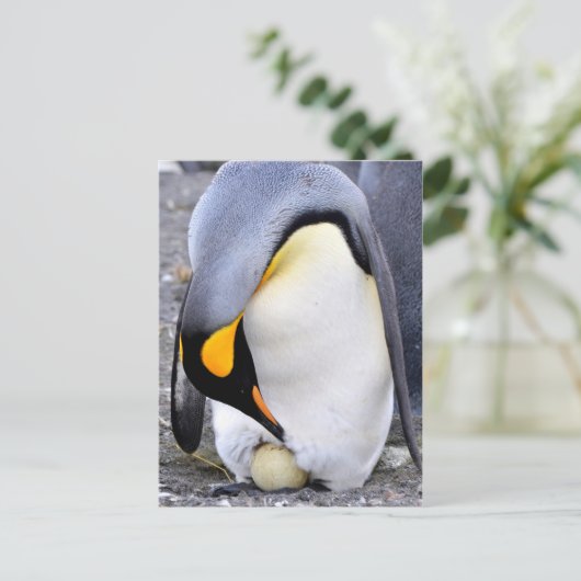 King Penguin mit Eiern Postkarte (Stehend Vorderseite)