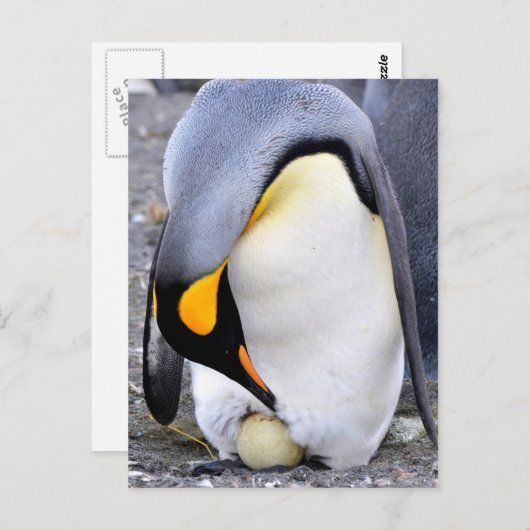 King Penguin mit Eiern Postkarte (Vorne/Hinten)