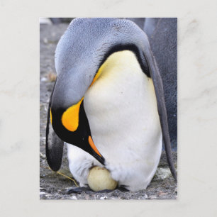 King Penguin mit Eiern Postkarte