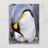 King Penguin mit Eiern Postkarte (Vorderseite)