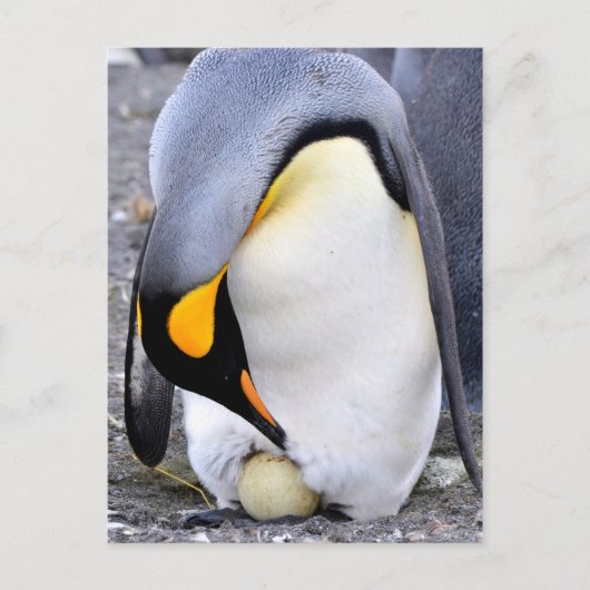 King Penguin mit Eiern Postkarte (Vorderseite)